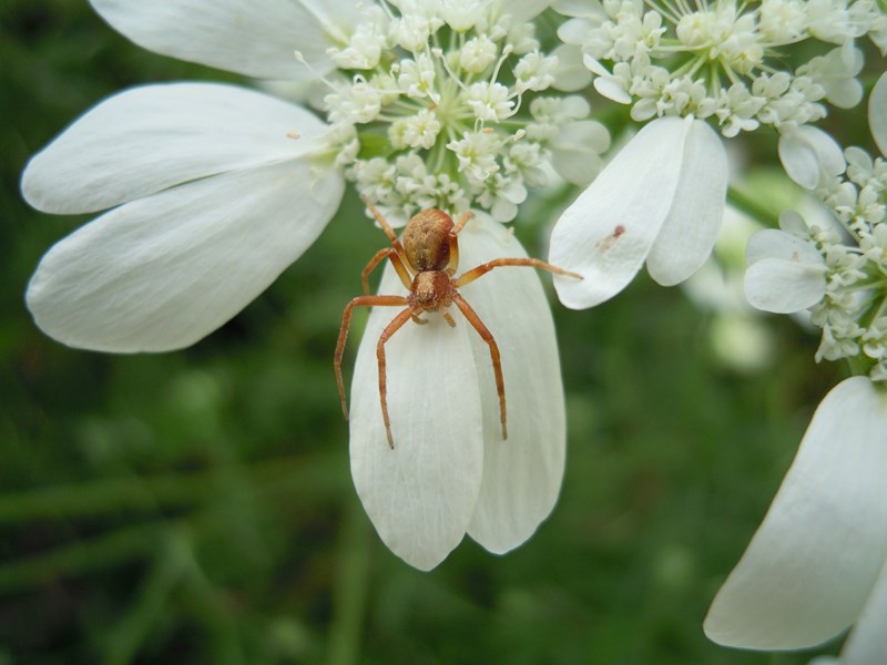 Philodromus sp. - Brescia